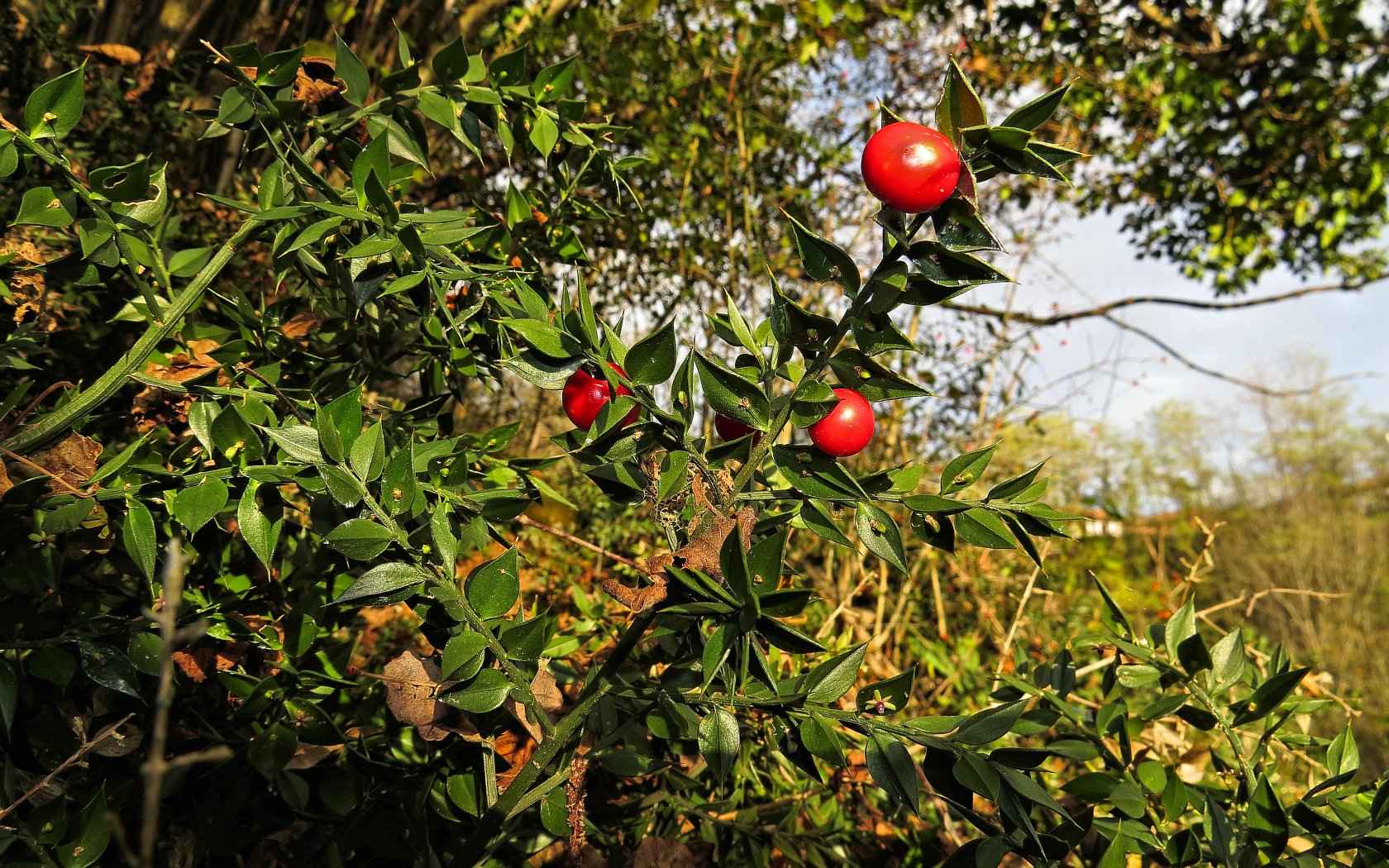 Nella Terra del Pungitopo